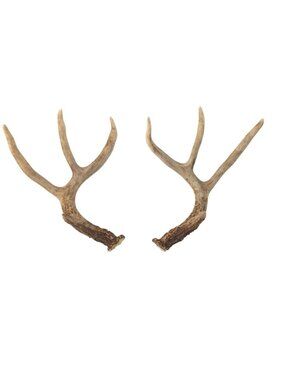 Natural Antler Craft Pieces (Matched Set) – Rustic Decor, Wreath Making, DIY Sup
